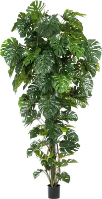 Produktbild von aplanta Künstliche Monstera - Chris | 280 cm, Echtholzstamm, für drinnen, Kunstbaum, wie echt, Allergiker geeignet, pflanzliche Dekoration Praxis, Office & Wohnzimmer