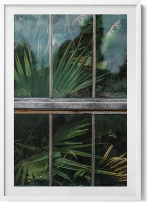 Produktbild von Gewächshausfenster und Pflanzen– Wandbild mit Rahmen – Gerahmtes Bild  – Wanddekoration – 70x100 cm –  Weiß Rahmen
