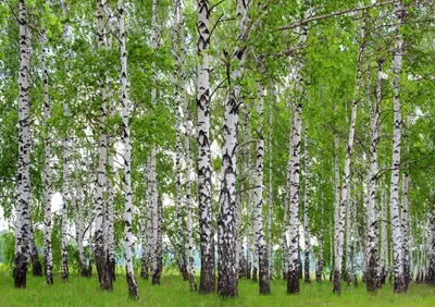 Obrázek produktu pro Sanders & Sanders Zalesněná krajina Zelená tapeta - 600384 - 360 x 254 cm