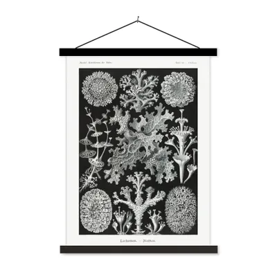 Produktbild von MuchoWow® Textilposter Kunst - Koralle - Ernst Haeckel - Alte Meister - Natur 90x120 cm mit schwarzem Rahmen - Dekoration