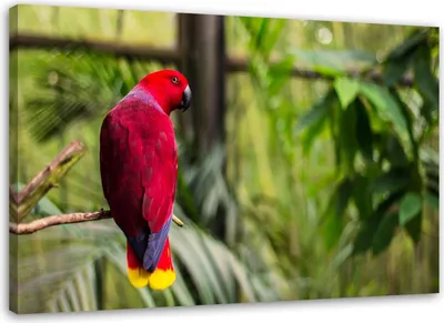 Produktbild von Leinwandbild papagei im paradies 120x80 cm Feeby rosa wandbild bereit zum aufhängen