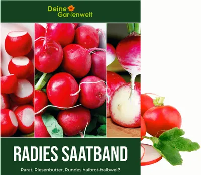 Produktbild von Saatband Radies 5 m mit 3 Sorten: Parat, Riesenbutter und Rundes halbrot-halbweiß Samen - Raphanus sativus - Radiessamen - Gemüsesamen - Saatgut