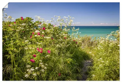 Produktbild von ARTland Poster Frühling an der Küste in Ahrenshoop Größe: 120x80 cm