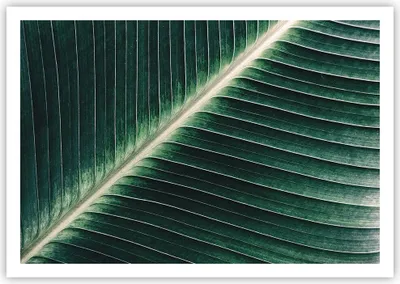 Produktbild von Poster - Poster ohne Rahmen - Grün Blatt Tropisch - 100x70 cm - Wand Bild - Wanddeko - Wandbilder - Kunstposter - Wandposter - Bilder - Kunstdruck - Wanddekoration - Wandbild - P2XAA100x70-4126