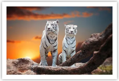 Produktbild von Poster - Poster ohne Rahmen - Tiger weiß Rock Sonnenuntergang - 91,5x61 cm - Wand Bild - Wanddeko - Wandbilder - Kunstposter - Wandposter - Bilder - Kunstdruck - Wandbild - P2XAA91x61-2901