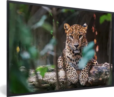 Produktbild von MuchoWow® MuchoWow® Gerahmtes Poster Panther - Dschungel - Tiere 90x60 cm - Poster mit zchwarzem Bilderrahmen - Fotorahmen - Foto-Plakat
