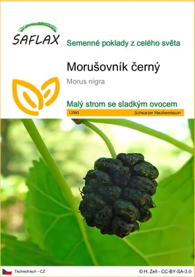 Obrázek produktu pro SAFLAX - Morušovník černý - Morus nigra - 200 Semena