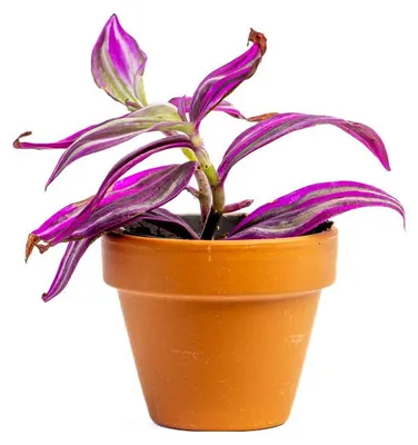 Obrázek produktu pro Gardners Tradescantia Pink Paradise, průměr 6 cm