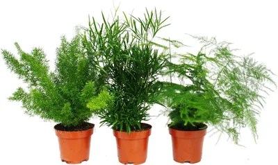 Produktbild von Zierspargel  - 3er Set - 3 verschiedene Asparagus Pflanzen