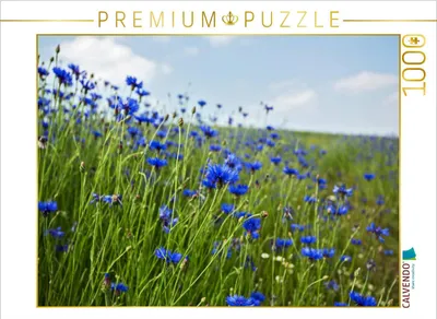 Produktbild von CALVENDO Puzzle Kornblumen - Faszination in Blau | 1000 Teile Lege-Größe 64x48cm Foto-Puzzle für glückliche Stunden