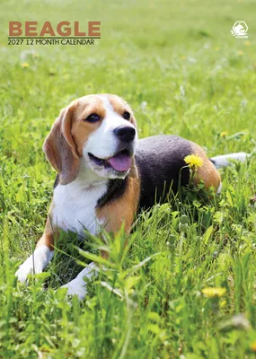 Zdjęcie produktu dla Kalendarz ścienny Beagle 2027, format A3, oprawa spiralna