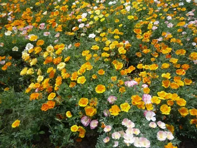 Produktbild von 1000 Samen Bunte Goldmohn Mischung (Eschscholzia californica) Einjährige Sommerblume mit farbenfrohen bunten Blüten