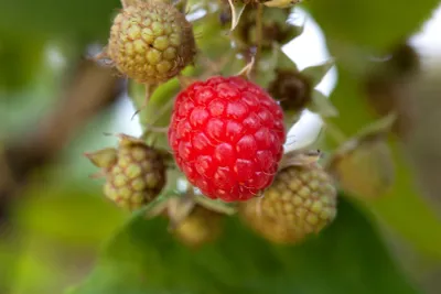 Produktbild von Rubus idaeus 'Willamette', Himbeere, rot, 30–40 cm