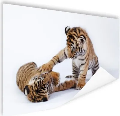 Produktbild von MuchoWow® Poster Tiger - Jungtier - Weiß 180x120 cm - Fotoplakat
