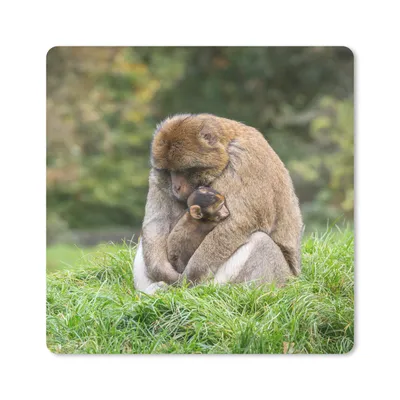 Produktbild von MuchoWow® Mauspad Mousepad Affe - Jung - Gras 20x20 cm - Mousepads - Maus Mat - Pad - Mausunterlage - Desk Mat - Bureauartikeln