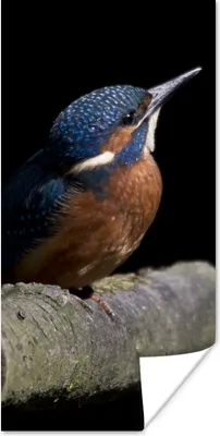 Produktbild von MuchoWow® Poster Eisvogel - Zweig - Federn - Schwarz 20x40 cm - Plakat - Foto