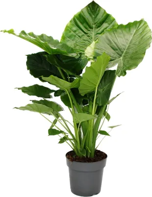 Immagine prodotto di Alocasia gageana "California" - pianta solitaria di 21 cm - orecchio di elefante - foglia a freccia - altezza ca. 85 cm