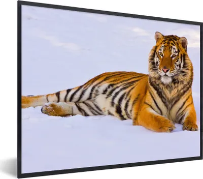 Produktbild von MuchoWow® Gerahmtes Poster Tiger - Schnee - Winter - Tiere 80x60 cm - Poster mit Schwarzem Bilderrahmen Wandposter Rahmen Foto Bilder - Schwarzem - Mit Gestell