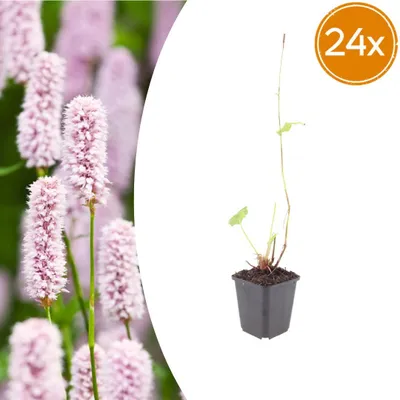 Produktbild von Persicaria bistorta | 24 Stück - 10-25cm - Ø9cm - Gartenpflanze