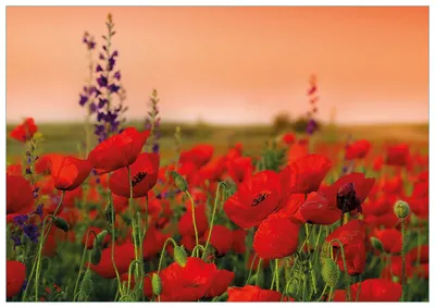 Produktbild von Wallario Premium Glasbild, freischwebende Optik, kräftige Farben, Größe 100 x 70 cm Motiv Mohnblumen auf dem Feld
