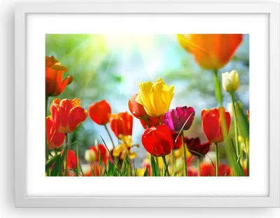 Produktbild von Gerahmtes Poster - Weißer Rahmen - Tulpe Blume Plantage Wiese - 40x30 cm - Wand Bild - Wanddeko - Wandbilder - Wandposter - Bilderrahmen - Bilder - Kunstdruck - Wandbild - P2WAA40x30-2566