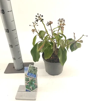 Image de Hedera colchica 'Fall Favourite' - Lierre | 20-25 cm en pot