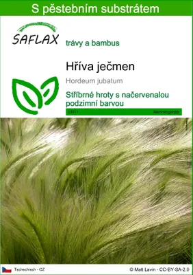 Obrázek produktu pro SAFLAX - hříva ječmen - Hordeum jubatum - 70 Semena - S pěstebním substrátem bez klíčků