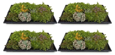 Produktbild von GreenboutiQ - Bodendecker - Winterhart - Sedummatte - Besteht aus 10 Sorten - X4 - Wenig Pflege - Länge 50cm Breite 30cm