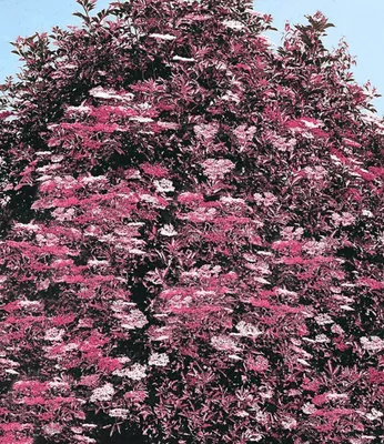 Produktbild von BALDUR Garten 1x Holunder Sambucus nigra Thundercloud Pflanze im 17 cm-Topf, Pflanze im 17 cm-Topf, Holunderbeere, Fliederbeere, trockenresistent, mehrjährig, blühend, Weißrosa Blütendolden