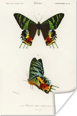 Produktbild von MuchoWow® Poster Schmetterling - Vintage - Insekten 20x30 cm - Papierdruck