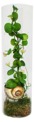 Produktbild von Snaily - Die Schneckenhauspflanze - Dischidia pectenoides - im Acrylglas-Zylinder