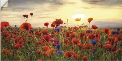 Produktbild von ARTland Wandbild, selbstklebend Mohnblumen Größe: 60x30 cm