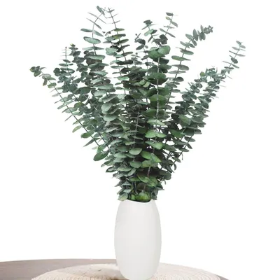 Produktbild von Getrocknete Eukalyptus Zweige 22 Stück Grün 43cm+