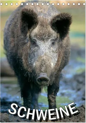 Produktbild von Schweine 2025 (Tischkalender 2025 DIN A5 hoch), CALVENDO Monatskalender