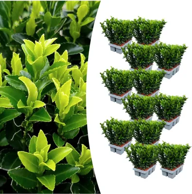 Zdjęcie produktu dla Euonymus 'Green Spire' | 72 rośliny - 15cm - Ø7cm