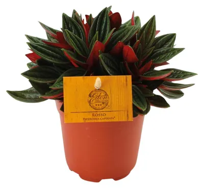 Image de Peperomia Caperata Rosso - 15cm - Ø10,5cm - Plante d'intérieur - Vert persistant - Cactus et plantes succulentes