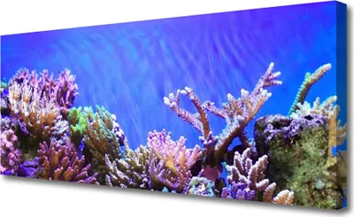 Produktbild von Tulup Leinwand-Bilder 125x50 Wandbild Canvas Kunstdruck Korallenriff Natur