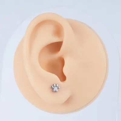 Produktbild von Titan Labret Ohrstecker Gold Pfote Helix Lobe Conch 1,2/8
