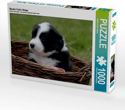 Produktbild von Calvendo Border Collie Welpe 1000 Teile Puzzle quer 640x480mm, Lindert-Rottke Antje; 7335255