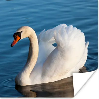 Produktbild von MuchoWow® Poster Schwan - Wasser - Vogel - Weiß 100x100 cm - Babyzimmer