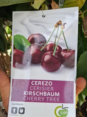 Produktbild von Süßkirsche 'Sunburst' selbstfruchtend – Prunus avium – ca. 160–200 cm inkl. Topf – Kirschbaum mit Stammhöhe ca. 100 cm