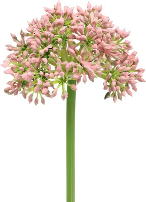 Produktbild von Dekoblume Allium für elegante Tischdeko und Gestecke