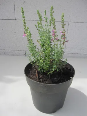 Produktbild von Katzengamander - Teucrium marum - Katzenthymian