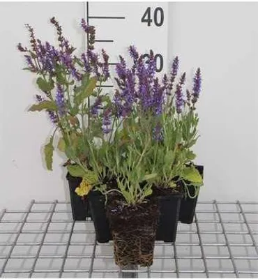 Immagine prodotto di 6 x Salvia nem. 'bluehill' - Muschio stella - vaso 9 x 9 cm x 9 cm