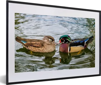 Produktbild von MuchoWow® Gerahmtes Poster Ente - Vögel - Wasser - Federn - Tiere 60x40 cm - Poster mit Schwarzem Bilderrahmen Wandposter Rahmen Foto Bilder - Schlafzimmer - Plakat in Rahmen - Drucken