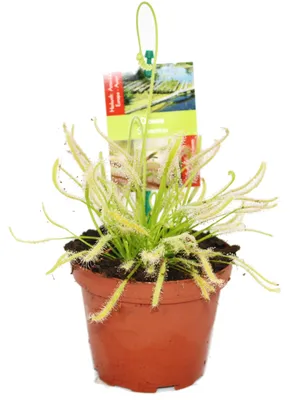 Produktbild von Sonnentau - Drosera capensis - 9cm Topf