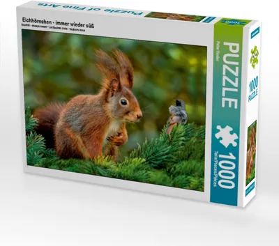 Produktbild von CALVENDO Puzzle Eichhörnchen - immer wieder süß | 1000 Teile Lege-Größe 64x48cm Foto-Puzzle für glückliche Stunden