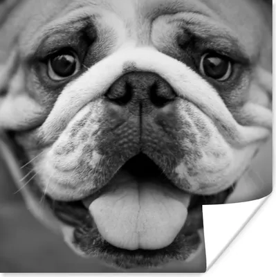 Produktbild von MuchoWow® Poster Tierprofil Bulldogge in schwarz und weiß 50x50 cm - Wohnzimmerdekoration