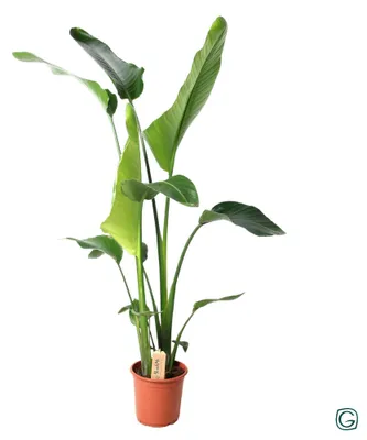 Immagine prodotto di Strelitzia Nicolai - 90-100cm - Ø21cm - Pianta d'appartamento - Sempreverde