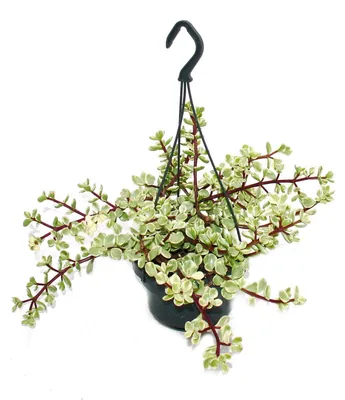 Produktbild von Hängende Zimmerpflanze – Portulacaria afra var. – Jadebaum 14 cm, dreifarbig